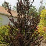 Cercidiphyllum japonicum ‘Rotfuchs’  cm.200/220 solo ritiro in vivaio