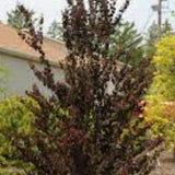 Cercidiphyllum japonicum ‘Rotfuchs’  cm.200/220 solo ritiro in vivaio