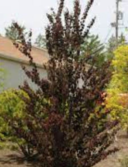 Cercidiphyllum japonicum ‘Rotfuchs’  cm.200/220 solo ritiro in vivaio
