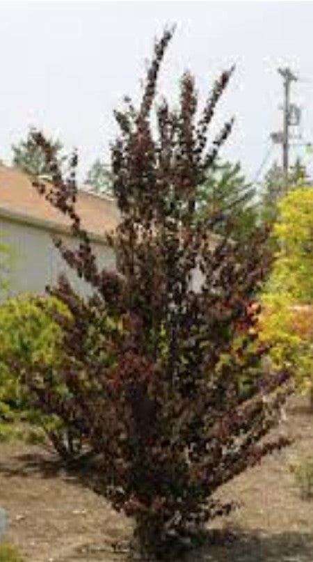 Cercidiphyllum japonicum ‘Rotfuchs’  cm.200/220 solo ritiro in vivaio