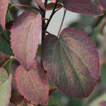 Cercidiphyllum japonicum ‘Rotfuchs’  cm.200/220 solo ritiro in vivaio