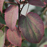 Cercidiphyllum japonicum ‘Rotfuchs’  cm.200/220 solo ritiro in vivaio