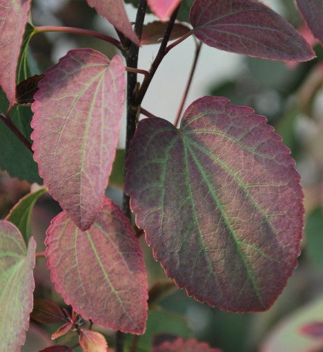 Cercidiphyllum japonicum ‘Rotfuchs’  cm.200/220 solo ritiro in vivaio
