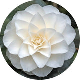 Camelia Japonica Paolina Maggi  vaso 19 cm. 70/80