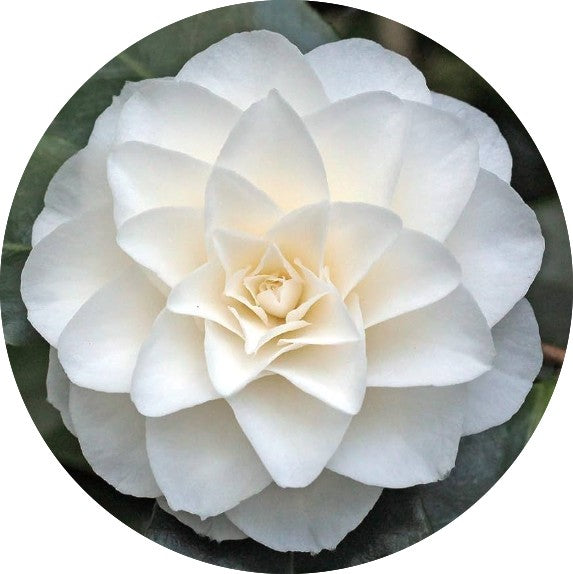 Camelia Japonica Paolina Maggi  vaso 19 cm. 70/80