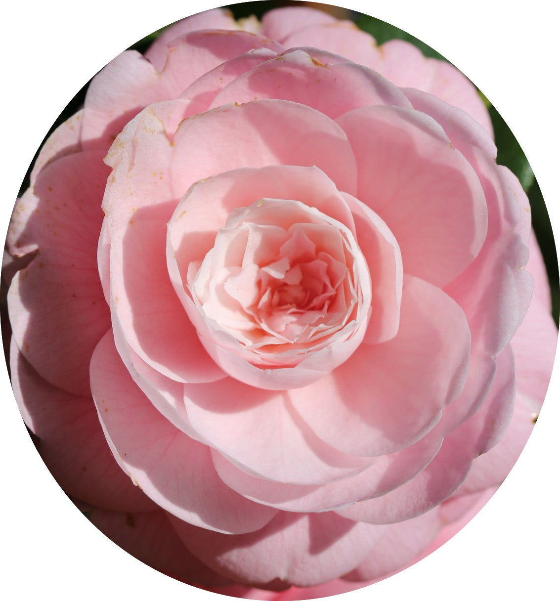 Camelia japonica Sacco Nova vaso 19 cm. 50/60