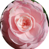 Camelia japonica Sacco Nova vaso 19 cm. 50/60