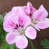 Pelargonium Paton's Unique rosa odoroso (balsamo) vaso 10