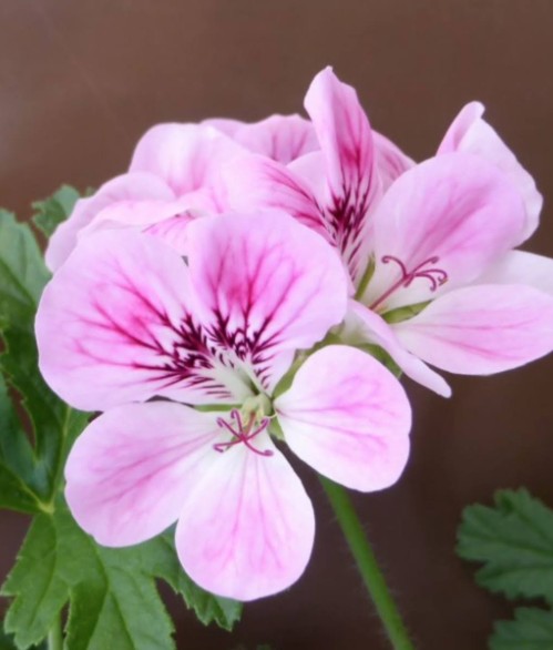 Pelargonium Paton's Unique rosa odoroso (balsamo) vaso 10