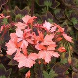 Pelargonium Apricot vaso 10