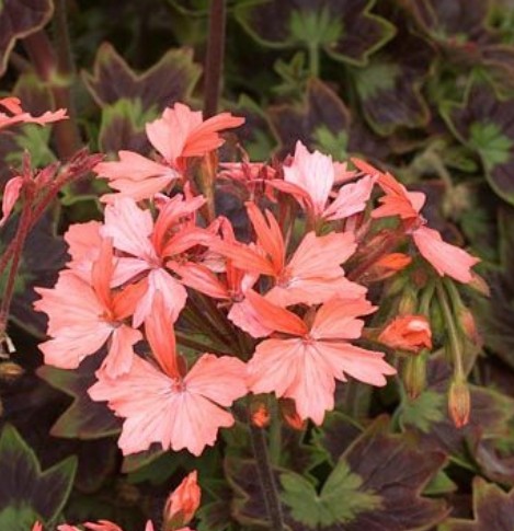 Pelargonium Apricot vaso 10