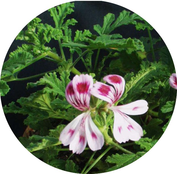 Pelargonium Fair Ellen