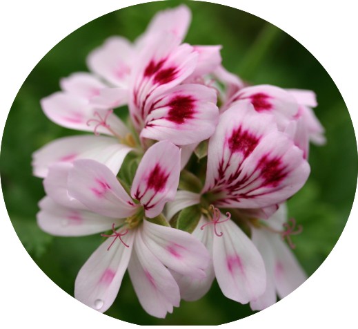 Pelargonium Fair Ellen