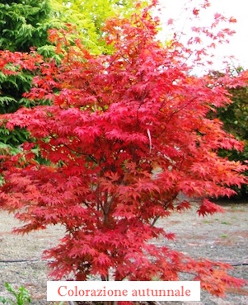  	 Acer Palmatum Fireglow