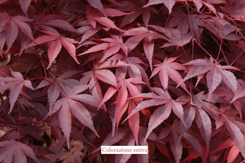  	 Acer Palmatum Fireglow