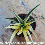 Haworthia radula variegata