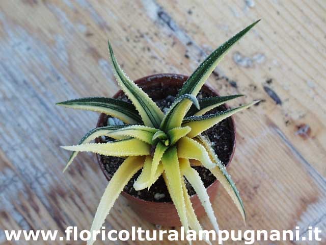 Haworthia radula variegata
