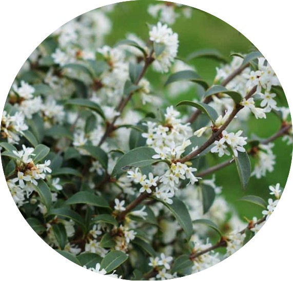 Osmanthus x Burkwoodii cm. 40