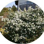 Osmanthus x Burkwoodii cm. 40
