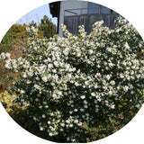 Osmanthus x Burkwoodii cm. 40