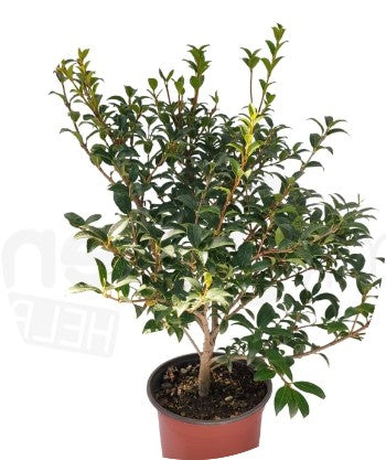 Osmanthus x Burkwoodii cm. 40