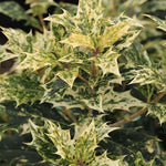 Osmanthus Heterophyllus Tricolor cm.35/40 vaso 24