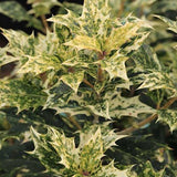 Osmanthus Heterophyllus Tricolor cm.35/40 vaso 24