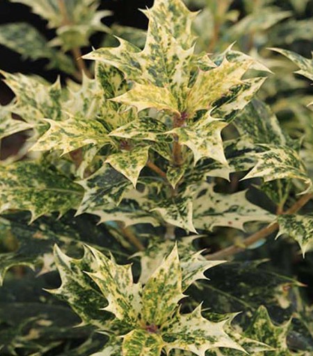 Osmanthus Heterophyllus Tricolor cm.35/40 vaso 24