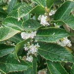 Osmanthus Aquifolium vaso 19
