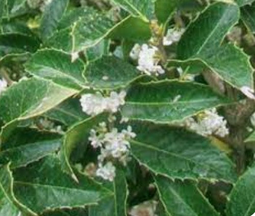 Osmanthus Aquifolium vaso 19