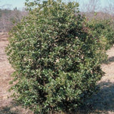 Osmanthus Aquifolium vaso 19