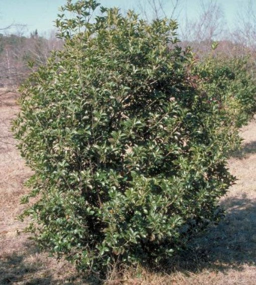 Osmanthus Aquifolium vaso 19