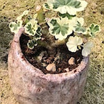 Kusamono bonsai Cher con vaso in ceramica