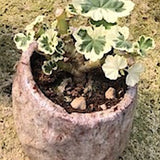 Kusamono bonsai Cher con vaso in ceramica