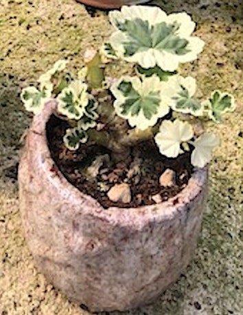 Kusamono bonsai Cher con vaso in ceramica
