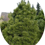 Pinus Nigra viridis nana cm.50
