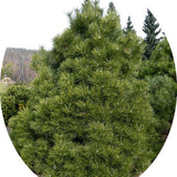 Pinus Nigra viridis nana cm.50