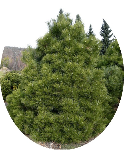 Pinus Nigra viridis nana cm.50