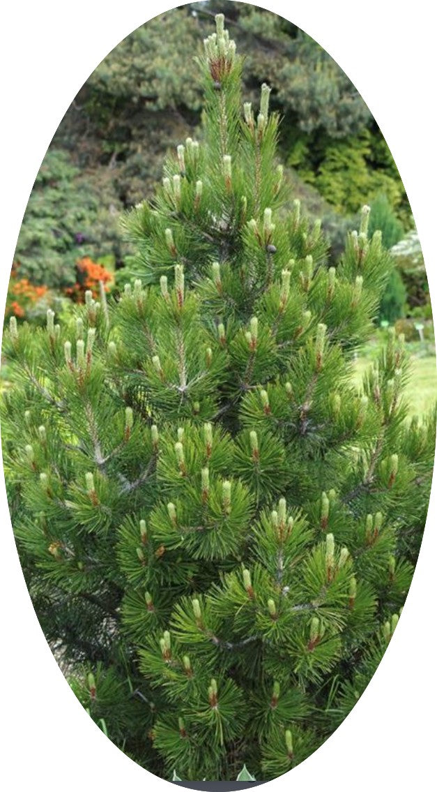 Pinus Nigra viridis nana cm.50
