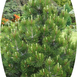Pinus Nigra viridis nana cm.50