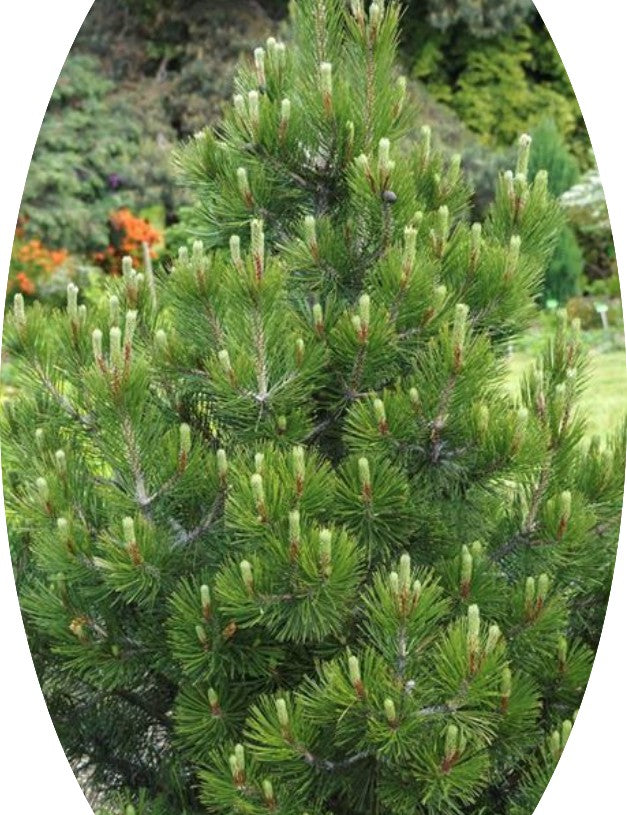 Pinus Nigra viridis nana cm.50