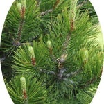 Pinus Nigra viridis nana cm.50