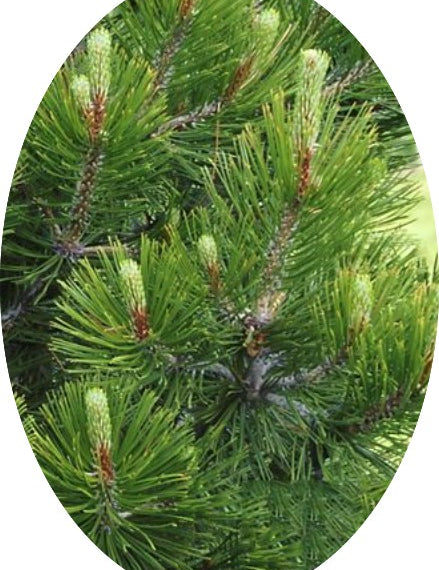 Pinus Nigra viridis nana cm.50