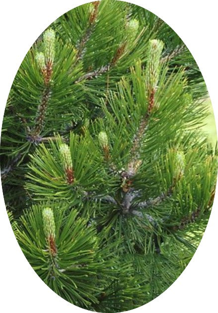 Pinus Nigra viridis nana cm.50