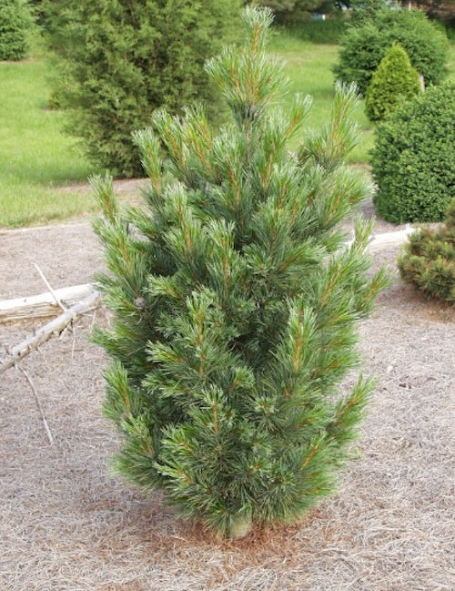Pinus Cembra Sartori cm.40/50