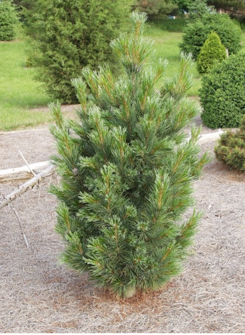 Pinus Cembra Sartori cm.40/50