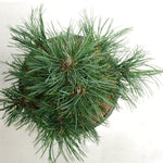 Pinus Cembra Sartori cm.40/50