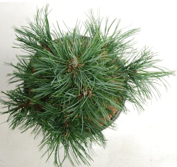 Pinus Cembra Sartori cm.40/50