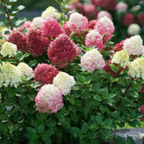 Hydrangea paniculata little Lime punch