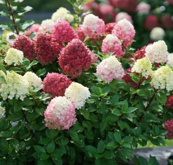 Hydrangea paniculata little Lime punch